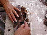 Salame choccolate